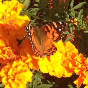 Meet your Posher, Suzanne